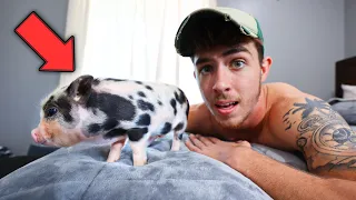 Meet Chip… THE NEW MINI PIG!!!