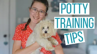 HOW TO POTTY TRAIN YOUR MALTIPOO PUPPY | 6 Tips to Potty Train Your Dog Faster & Use a Potty Bell