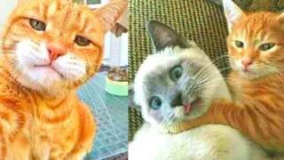 Tahan Tawa !! Tingkah Lucu Kucing dan Anjing Terbaik 2024