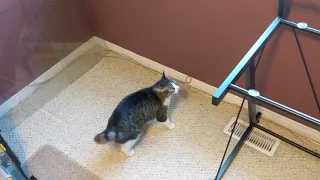 Removed my desk's glass top; cat is thoroughly confused