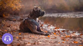 Dog TV | Thrilling Outdoor Adventure Video for Dogs to Watch (20 Hours)