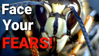 5 things you NEED to know about WASPS, HORNETS, and YELLOW JACKETS!