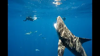 Bull Shark Diving - Cageless & out at sea!