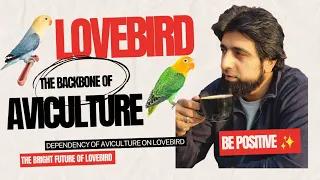 Lovebird the Backbone of Aviculture #lovebird #dhillonaviary