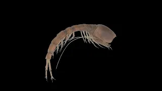 Tiny Fossils, Big Findings: Paleontologists Discover Strange Mid-Cretaceous Shrimp