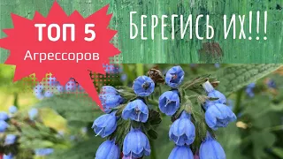 5 злостных агрессоров в саду! Топ 5!