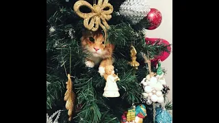 Cats vs Christmas Trees! (A Compilation)