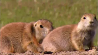 Prairie Dogs - Animal Communication Highlights