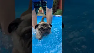 Can Pugs SWIM? 😮 Part II #shorts #shortswithcamilla