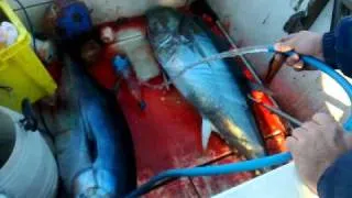 Pesca tonno -Ribolov Tune Budva Montenegro(2)-Tuna Fishing Montenegro(2)