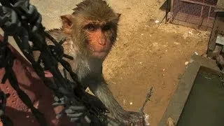 Dive-bombing macaques - Monkey Planet: Preview - BBC One