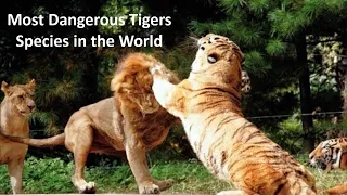 Most Dangerous Tigers Species in the World