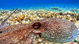 * Χταπόδια στο Ψαροντούφεκο * -  * Octopuses in Spearfishing *