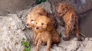 Soaked puppies are waiting for their mom to appear...