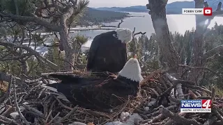 Nation captivated with bald eagles' love nest