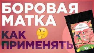 Боровая матка. Способы применения