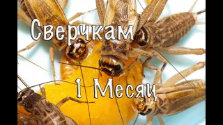 СВЕРЧКИ ДОМОВЫЕ. СВЕРЧКАМ 1 МЕСЯЦ.