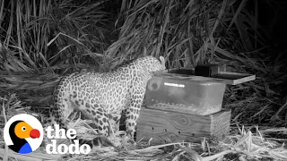 Lost Leopard Cub Keeps Crying For Mom | The Dodo