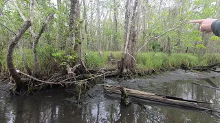 Cajun Pride Swamp tour in Laplace, Louisiana part 1