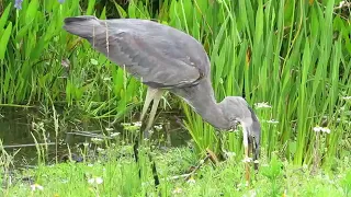 Great blue heron