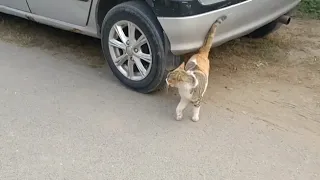 Starving Street Cat Searching For Food Everywhere  But Scared Of Tuxedo Street Cat