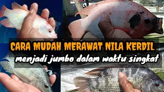 CARA MUDAH MEMBESARKAN NILA KERDIL MENJADI JUMBO