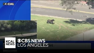 Bear on the move at Southern California park