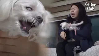 Dog Loses Her Temper Whenever Her Owner Tries 'This' With Her (Part 1) | Kritter Klub