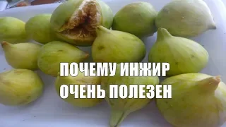 Инжир Вся польза инжира. Кому нельзя есть инжир?