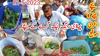 Baby Parrots Price 2023 | Lalukhet Birds Market | Raw Ringneck Gray Parrot