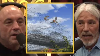 JRE: What HAPPENED To Passenger Pigeons?