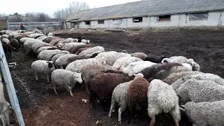 Кормление овец зерном после пастбища