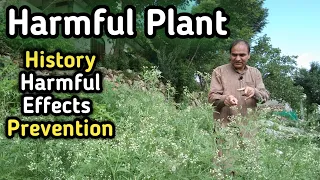 The Invasive Plant Threat | Parthenium Hystroforce | A Concerning Environmental Hazard