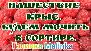 Колесниковы /Нашествие крыс/Будем мочить в сортире //Обзор Влогов //