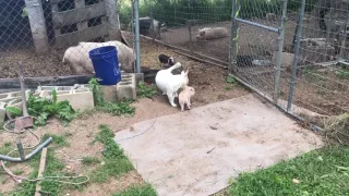 Baby pig and dog meet