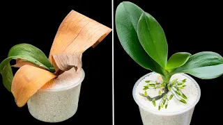Just use rice, the mushy orchid plant will immediately grow 1,000 roots and bloom