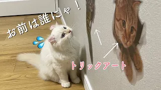 子猫たちにトリックアートドッキリ仕掛けたら驚きの行動に…！