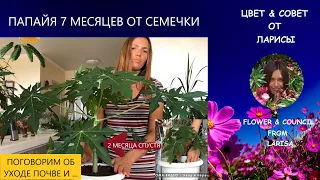 КАК ВЫРАСТИТЬ ПАПАЙЮ ДОМА ЧАСТЬ 2