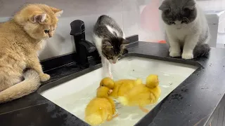 Duck teaches kitten to swim!  Finally, the kitten helps the duckling to lick the dry feather