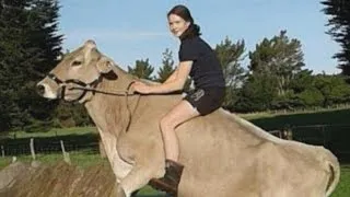 Girl Trains Cow To Do Tricks When She's Not Allowed to Have Horse