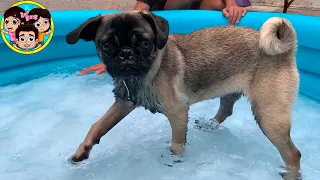 BAÑANDO A PAN EN LA PISCINA | Guzmancitos