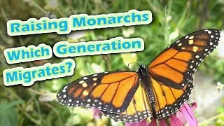 Raising Monarchs - Which Generation Migrates? (Help The Monarch Butterfly)