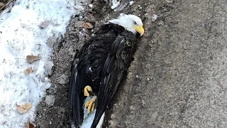 Woman helps injured bald eagle fly again