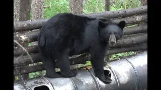 LARGE BLACK BEAR SHOT AT 12 YARDS WITH CROSSBOW!