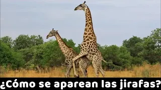 Apareamiento de jirafas
