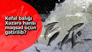 Kefal balığı Xəzər dənizinə hansı məqdədlə gətirilib? - XƏZƏR DƏNİZİNDƏ YAŞAYAN NADİR HEYVAN NÖVLƏRİ