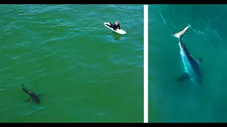 Why So Many Great White Sharks in Southern California? Recent Swimmer-Surfer Shark Encounters