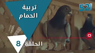 محبي ومربي الحمام في العراق - 52 دقيقة - حلقة ٨