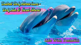 Dubai Dolphinarium - Dolphin & Seal Show | Amazing Live Performance Of Dolphins & Sea #trending