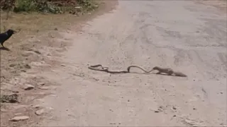 Fight Between Mongoose vs Big Snake  (Raw Footage)